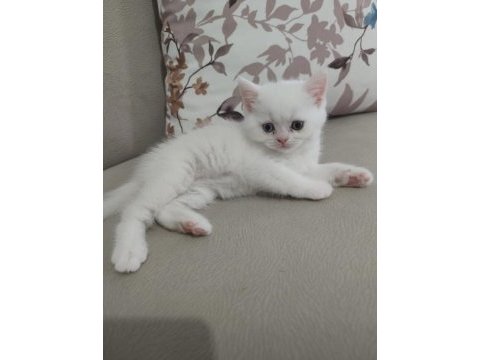 British shorthair dişi yavrum