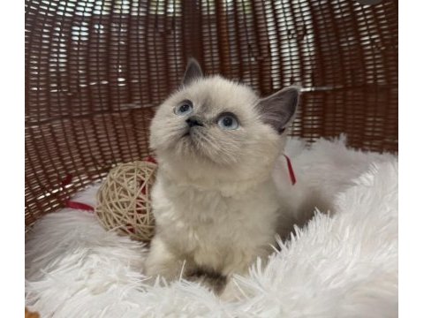 British shorthair yavruları ankara