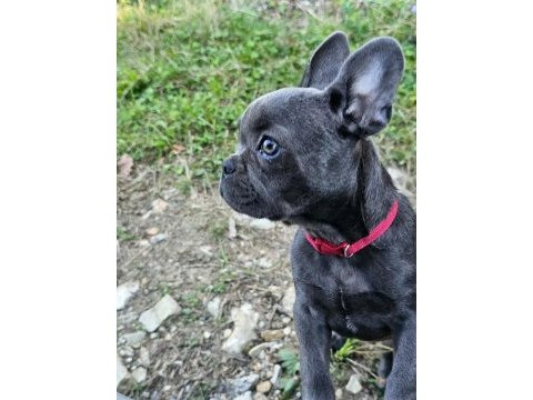 Bakımlı 3.5 aylık eğitimli dişi french bulldog