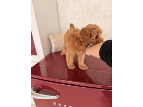 Maltipoo yavru köpeğimiz