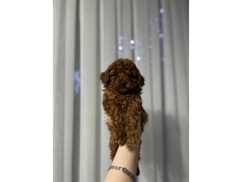 Toy poodle cinsi güzellikler