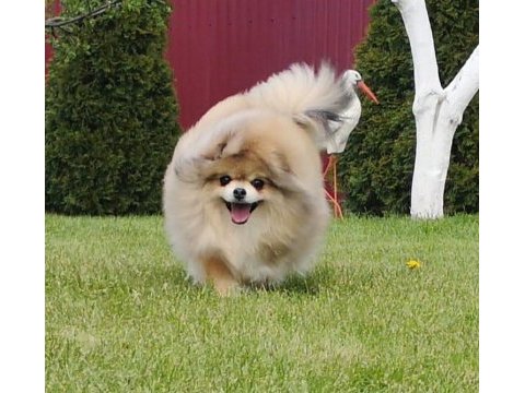 Yetişkin damızlık dişi pomeranian boo