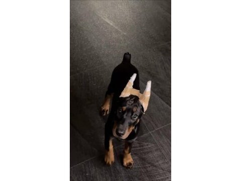 Herkesin hayali doberman hayallerinizi ertelemeyin