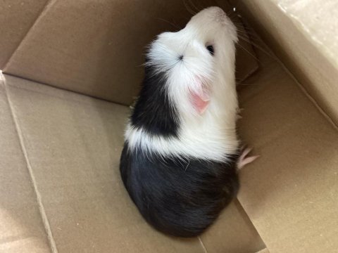 Guinea pig acil hamile
