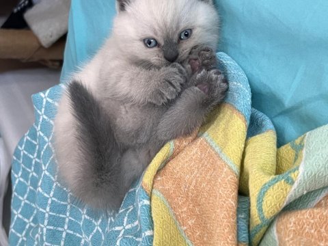British shorthair blue point anne baba dik kulak blue point