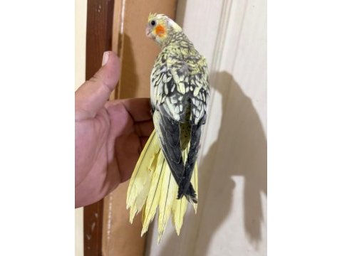 41 günlük harika sultan papağanı bebek