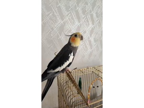Konuşan ele kola gelen sultan papağanı