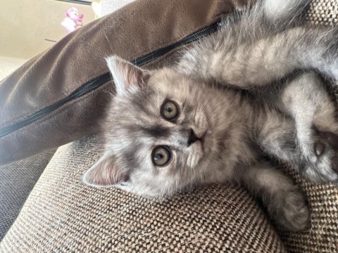 British shorthair kedisi