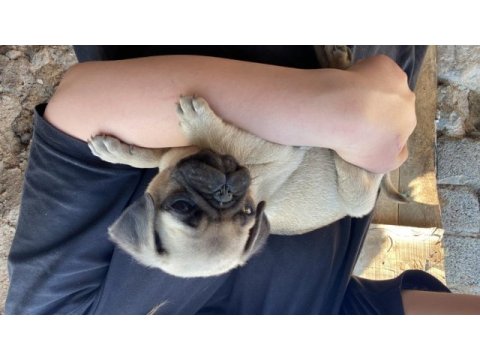 Pug yavrumuzu sahiplendiriyoruz