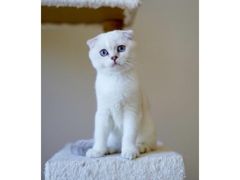 Anne baba şecereli scottish fold