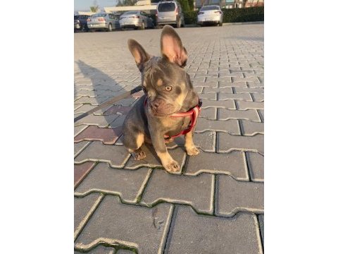 Lilac tan isabella taşıyıcı fluffy carier french bulldog