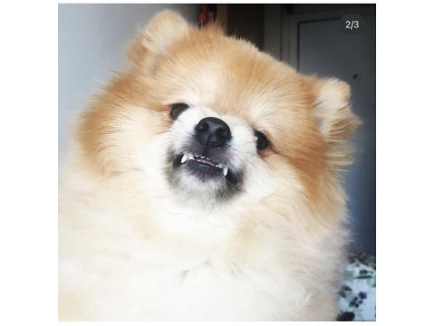 Pomeranian 3 yaşında erkek