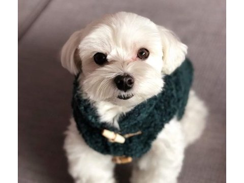 Tecaup maltese terrier