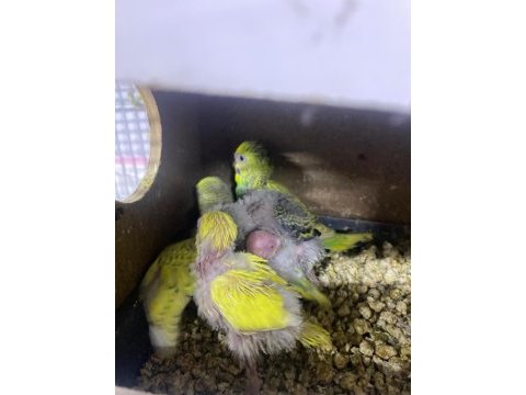 Muhabbet kuşu antalya tek adres teslim yapılır