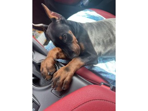 Eğitim ve bakım destekli doberman
