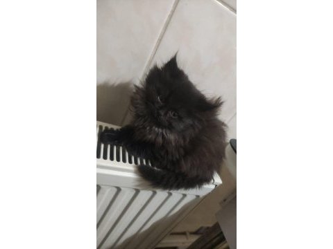 2 aylık scottish fold kırması yavru