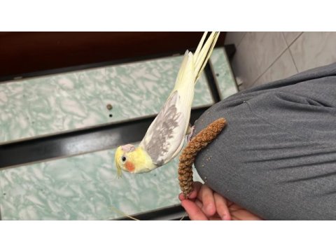 Bebek gibi sultan papağanı