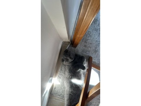 Tuvalet eğitimli 2 aylık inanılmaz tatlı scottish fold