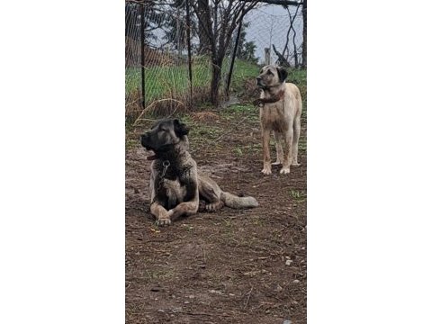 Sivasın dev kangal köpekleri