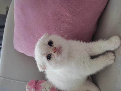 Scottish fold beyaz yuvamızı arıyoruz