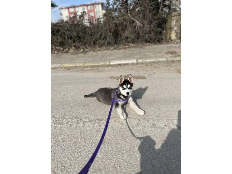 Saf kan husky yavrumuz yeni yuvasını bekliyor