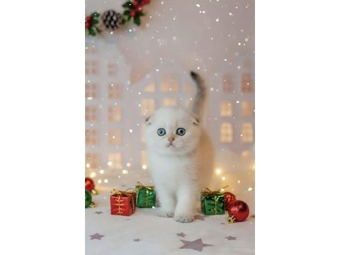 Yılbaşı hediyeniz silver scottish fold 