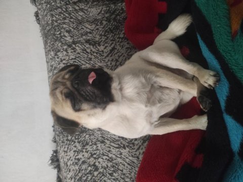 6 aylık pug