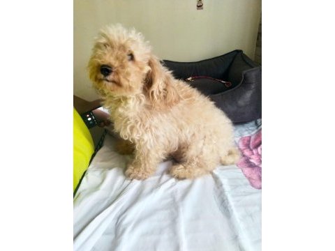 1.5 yaşında dişi poodle