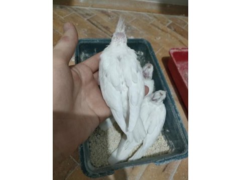 Albino sultan yavrusu