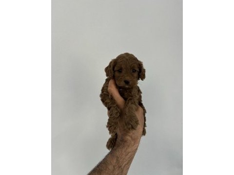 Kore kan maltipoo bebeklerim