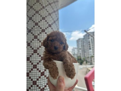 Toy poodle yavrularımız