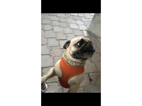Yetişkin dişi pug 5.5 yaşında