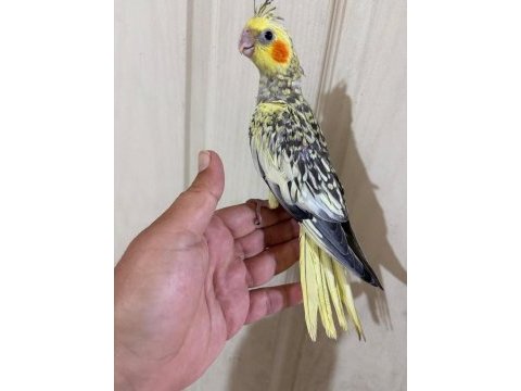 51 günlük harika sultan papağanı bebek