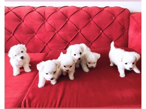 Maltese terrier küçük ve büyümeyen süt gibi bebekler