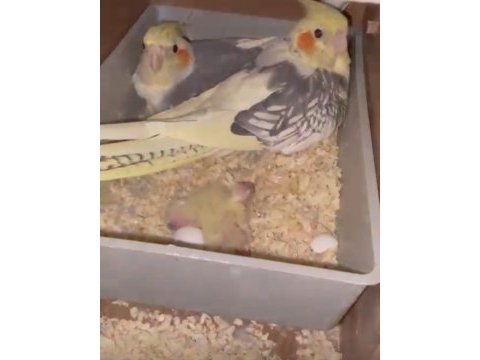 Anne ve baba çok güzel bakıcı sultan papağanı