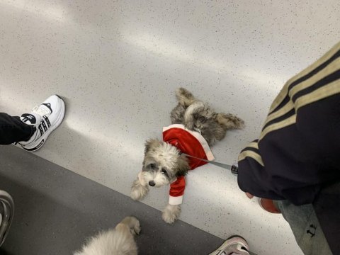 9 aylık morkie sahiplendirme
