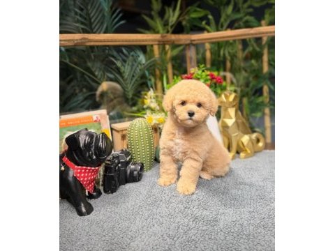 Tuvalet eğitimli apricot toy poodle