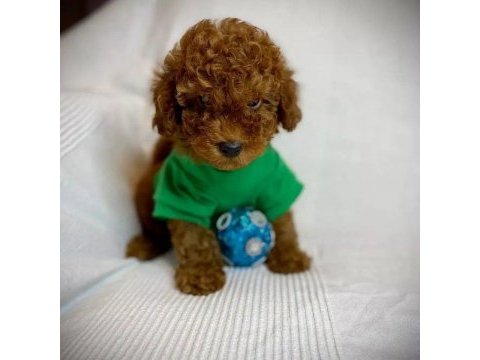 Toy poodle bebek
