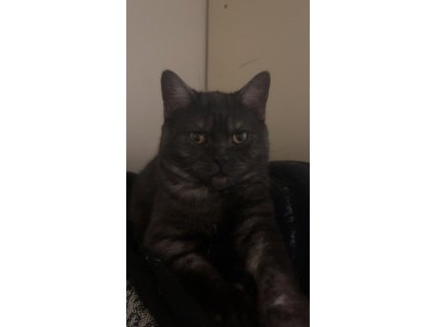1.5 yaşında genç erkek british shorthair