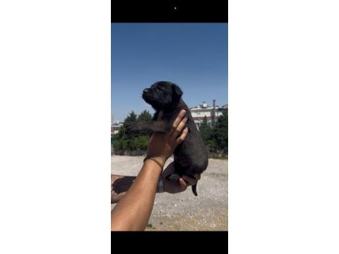 Koyu renk belçika kurdu yavrusu