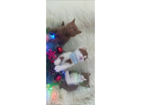 British shorthair kediğiği sahiplendirme