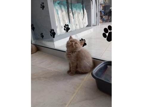 Saf kan british shorthair yavrularımız