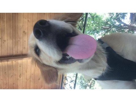 Golden retriever sağlıklı yer sıkıntımız var