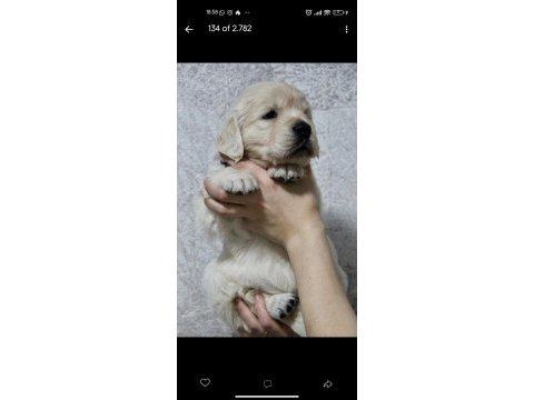 2 aylık golden retriever yavrularım