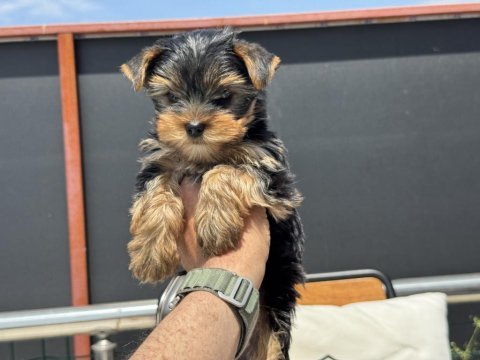 Wc eğitimli tea cup yorkshire terrier