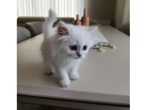 Silver point british longhair ny1233 blue eyes