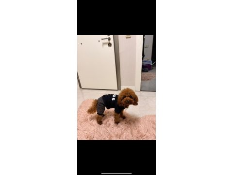 En tatlı poodle bebekler
