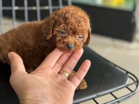 Show kalite tea cup kore toy poodle ziyarete açık