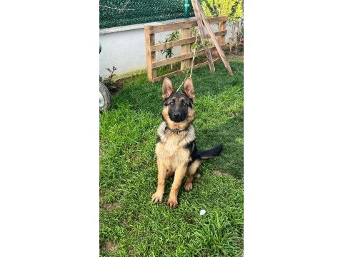Safkan k9 yavrular yeni sahiplerini bekliyor
