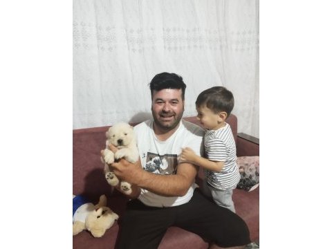 Ağustos 8 teslim çin aslanı yavrular